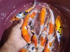 Koi Fish