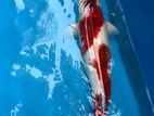 Koi Fish