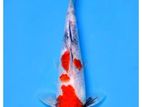 Koi Fish