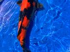 Koi Fish