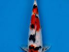 Koi Fish
