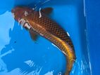 koi fish
