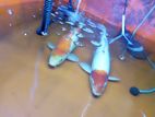 Koi Fish