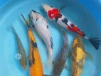 Koi Fish