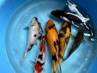 Koi Fish