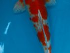 Koi fish