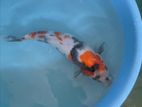 Koi Fish