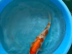 Koi Fish