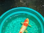 Koi Fish