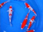 Koi Fish