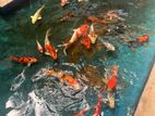 Koi Fish
