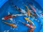 Koi Fish
