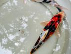 Koi Fish