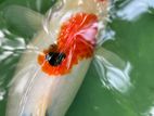 Koi fish