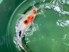 Koi fish