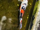 Koi Fish
