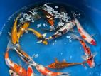 Koi Fish