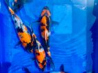 Koi Fish