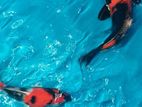 Koi Fishes