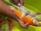 Koi Fish