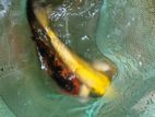 Koi Fish
