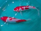 Koi Fish