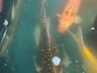 Koi Fishes