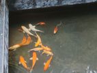 Koi Fish