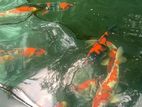 Koi Fish