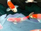 Koi Fish