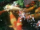 Koi Carp Fish