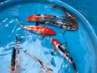 Koi Fish
