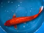 koi fish