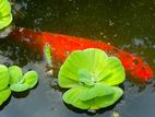 KOI FISH