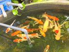 Koi Fish
