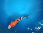 Koi Fish