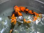 Koi Fish