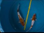 Koi Fish