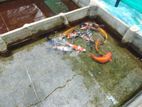 KOI Fish