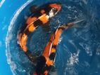 Koi Fish