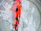 Koi Fish