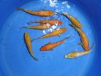 Koi Fish