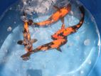 Koi Fish