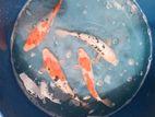 Koi Fish