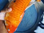 Koi Fish