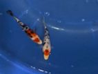 Koi Fish