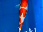 Koi Fish