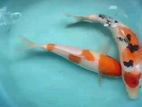 Koi Fish