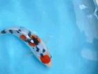 Koi Fish