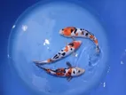 Koi Fish